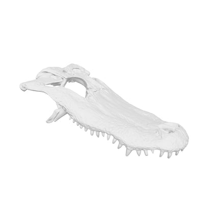 Alligator Skull Replica — 1:12 Scale (Set of 5)