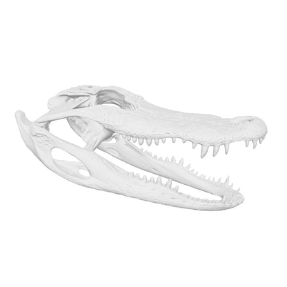 Alligator Skull Replica — 1:12 Scale (Set of 5)