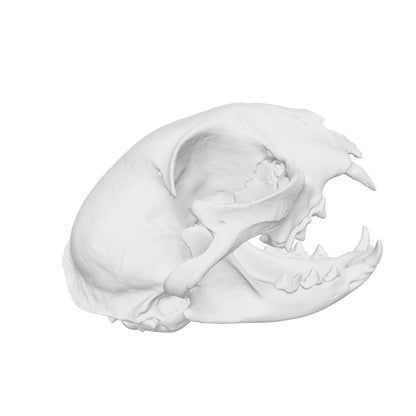 Cat Skull Replica — 1:12 Scale (Set of 5)