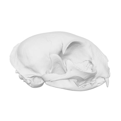 Cat Skull Replica — 1:12 Scale (Set of 5)