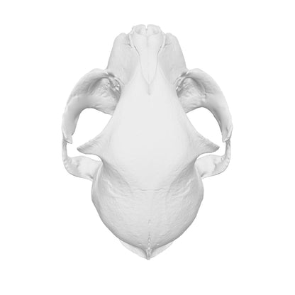 Cat Skull Replica — 1:12 Scale (Set of 5)