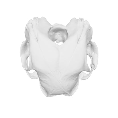 Conjoined Cat Skull Replica — 1:12 Scale (Set of 5)