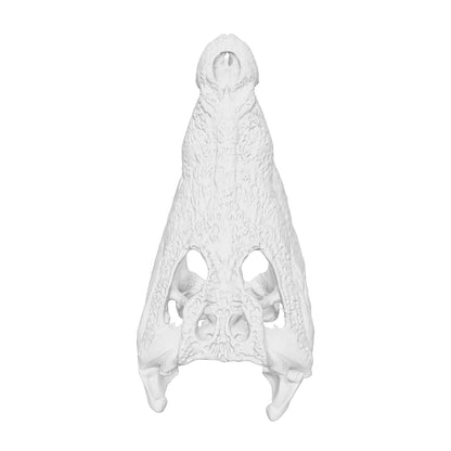 Crocodile Skull Replica — 1:12 Scale (Set of 5)