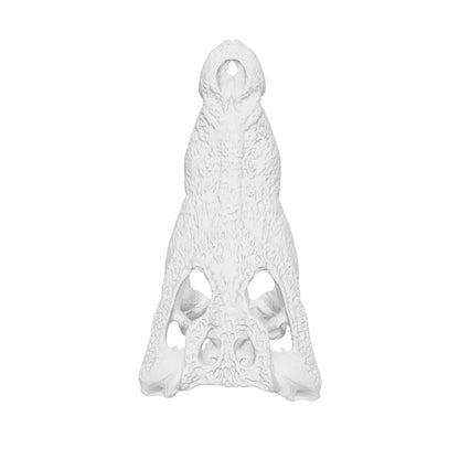 Crocodile Skull Replica — 1:12 Scale (Set of 5)