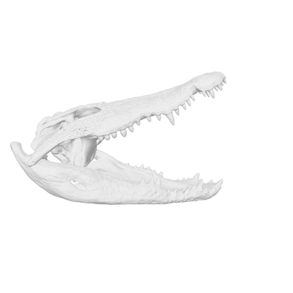 Crocodile Skull Replica — 1:12 Scale (Set of 5)