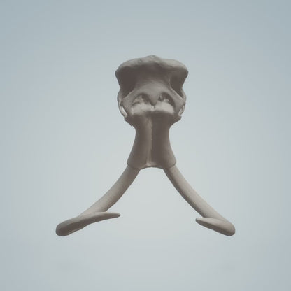 Woolly Mammoth Skull (Field Bones #4: Extinct) miniature replica by The Scale Grail
