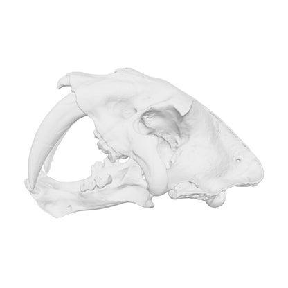 Saber Tooth Tiger Skull Replica — 1:24 Scale (Set of 5)