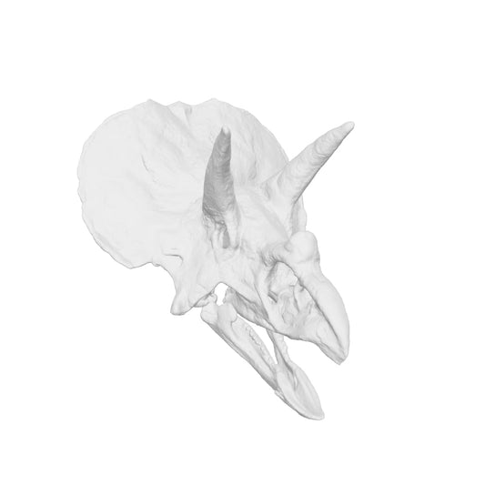 Triceratops Skull Replica — 1:72 Scale