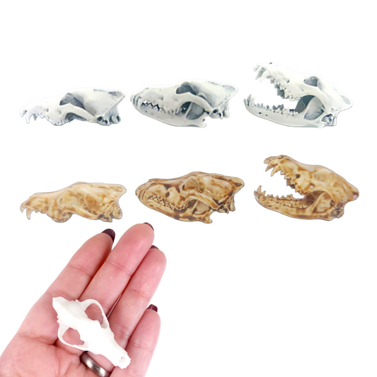 Gray Wolf Skull - 1:6 Scale