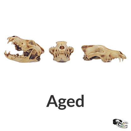 Gray Wolf Skull - 1:12 Scale