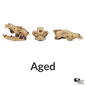 Gray Wolf Skull - 1:12 Scale