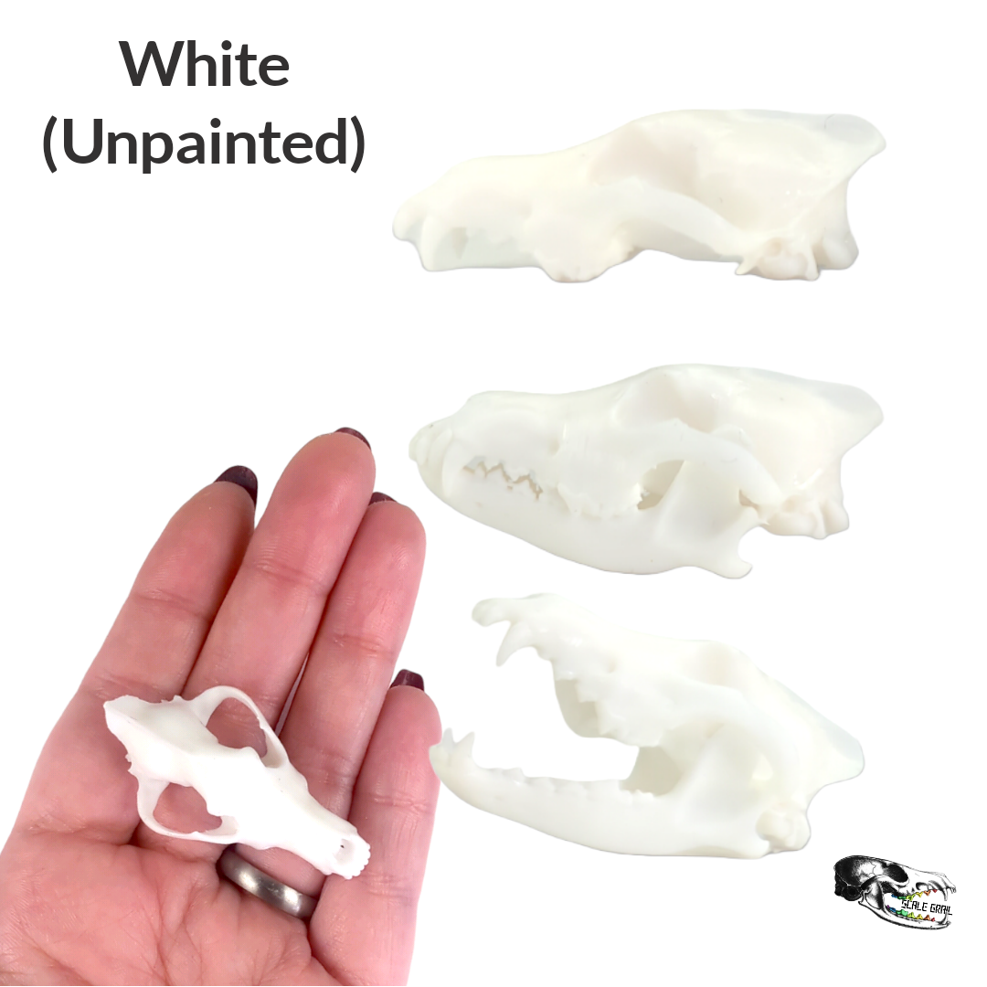 Gray Wolf Skull - 1:6 Scale