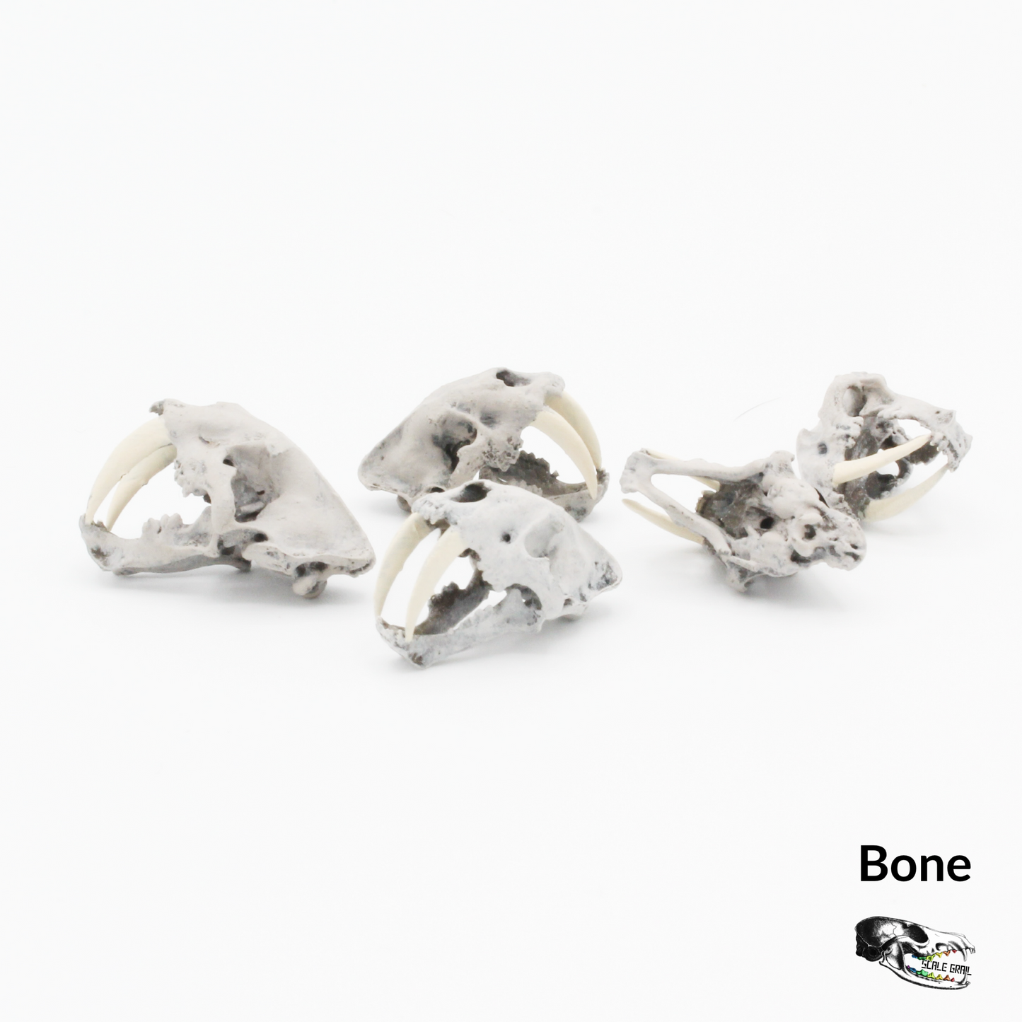 Saber tooth tiger skull replica, 1:24 scale, bone hand-painted finish