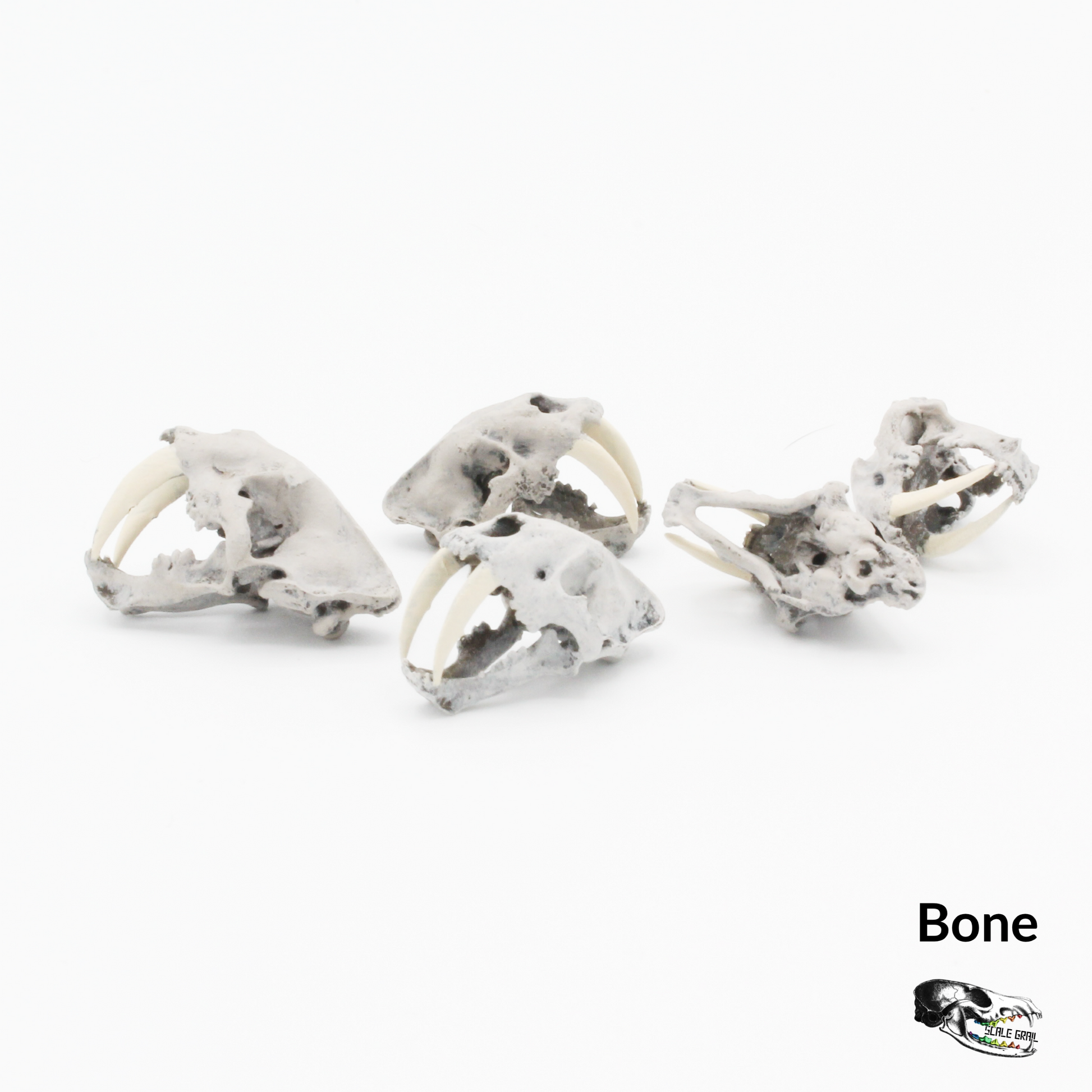 Saber tooth tiger skull replica, 1:24 scale, bone hand-painted finish