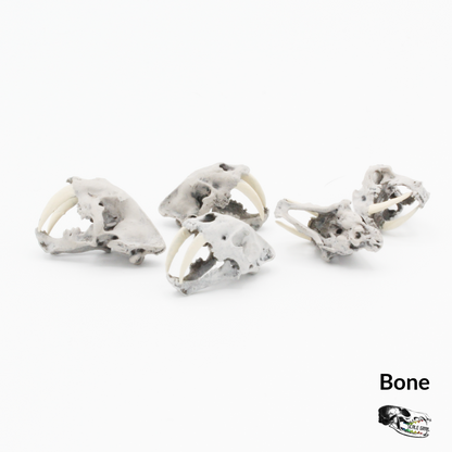 Saber tooth tiger skull replica, 1:24 scale, bone hand-painted finish