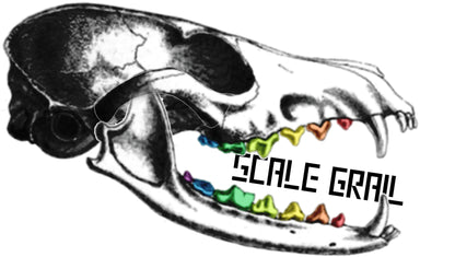 Barred Owl Skull (Field Bones Core Series: North America) by The Scale Grail