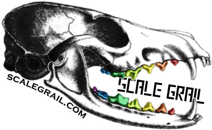 Impala Skull (Field Bones Core Series: Africa) miniature dollhouse and diorama collectible by The Scale Grail