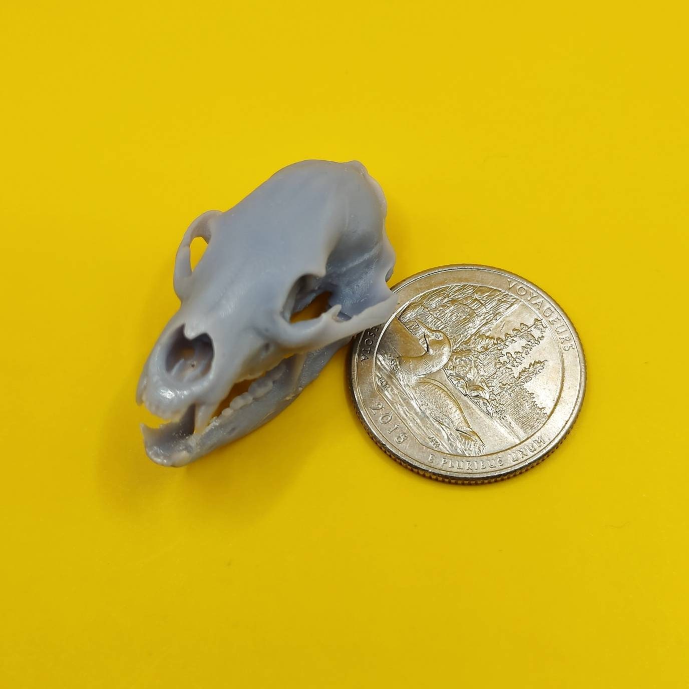 Black Bear skull replica 1:12 scale bear skull for diorama, miniature horror scenes, terrarium, and action figure photography (1 skull)
