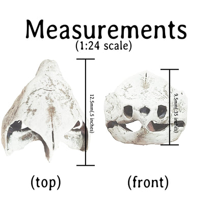 Alligator Snapping Turtle Skull - 1:24 Scale skull replica for diorama, dollhouse, curio cabinet, miniature animal skulls (Set of 5)