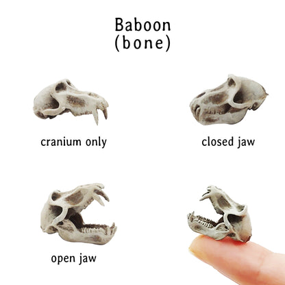 Baboon Skull Replica, Miniature Primate Skull for 1:12 scale dioramas, horror scenes, terrariums. Fun action figure accessories (set of 5)
