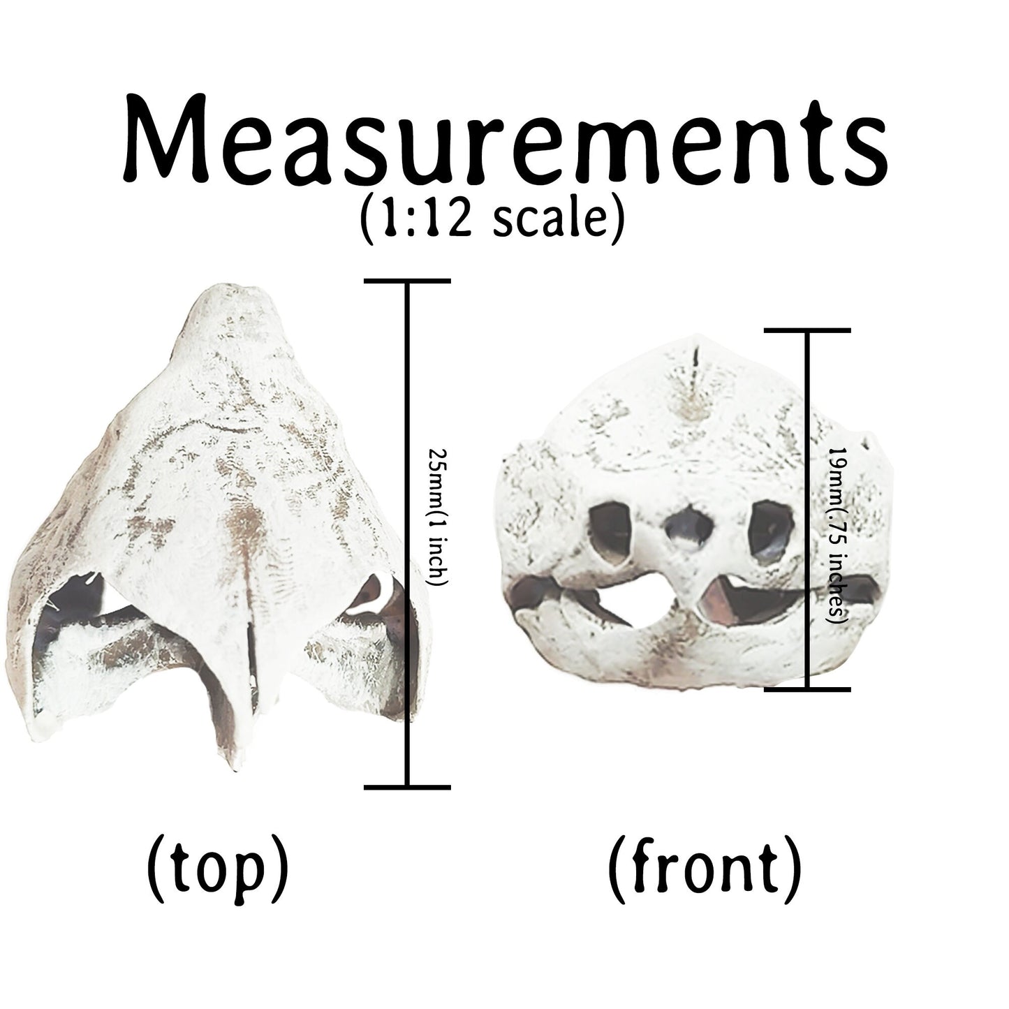 Alligator Snapping Turtle Skull - 1:12 Scale skull replica for diorama, dollhouse, curio cabinet, miniature animal skulls (Set of 2)