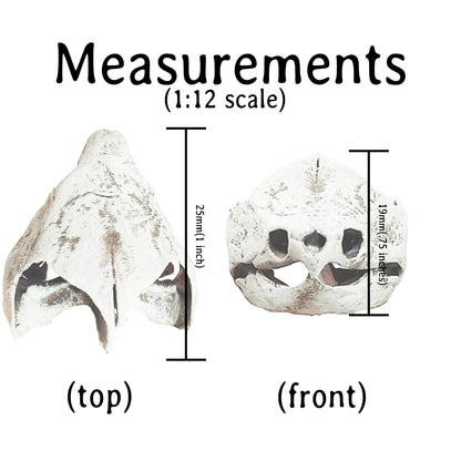 Alligator Snapping Turtle Skull - 1:12 Scale skull replica for diorama, dollhouse, curio cabinet, miniature animal skulls (Set of 2)