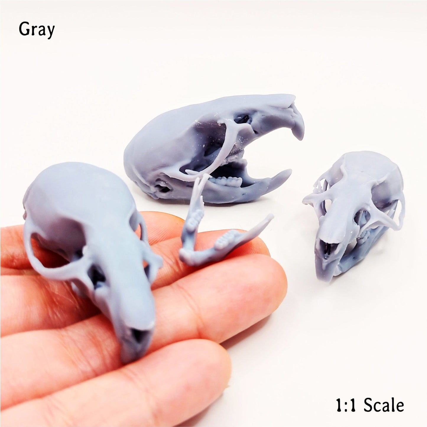Brown Rat Skull - 1:1 Scale full size replica rodent cranium curiosities and oddities, bone skeleton collector gift and decoration (1 skull)