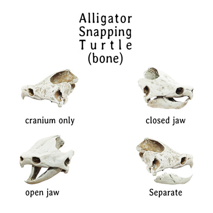 Alligator Snapping Turtle Skull - 1:24 Scale skull replica for diorama, dollhouse, curio cabinet, miniature animal skulls (Set of 5)