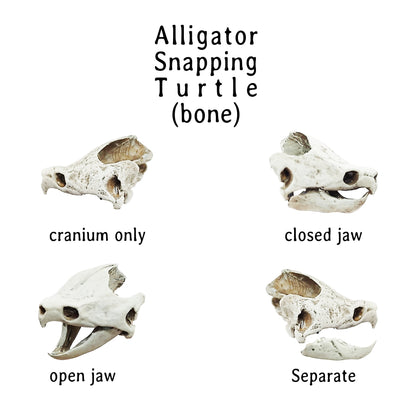 Alligator Snapping Turtle Skull - 1:12 Scale skull replica for diorama, dollhouse, curio cabinet, miniature animal skulls (Set of 2)