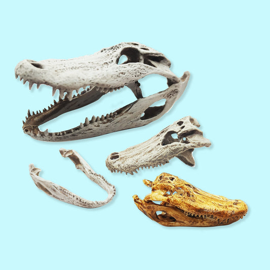Alligator Skull Replica - 1:6 Scale (1 skull)