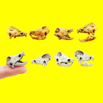 Alligator Snapping Turtle Skull - 1:12 Scale skull replica for diorama, dollhouse, curio cabinet, miniature animal skulls (Set of 2)