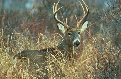 White Tailed Deer Miniature, 1:12 Scale Replica