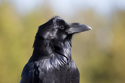 Raven Skeleton Replica