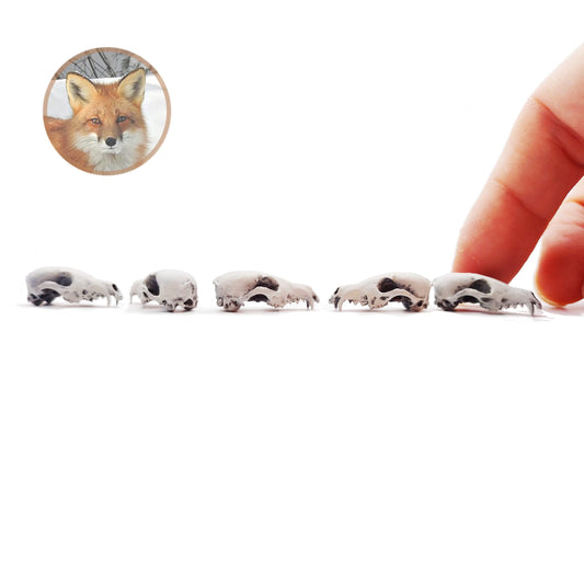 Red Fox Skull - 1:12 Scale Miniature