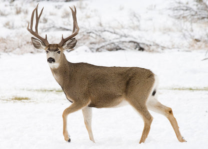 Mule Deer in snow