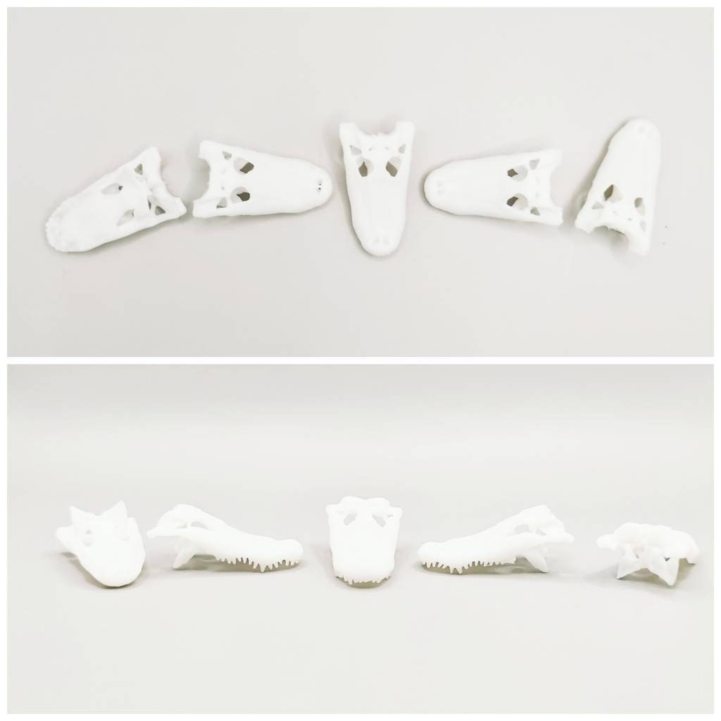 Alligator skull replica, 1:12 scale, white unpainted finish