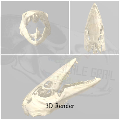 Barracuda Skull 1:12 Scale