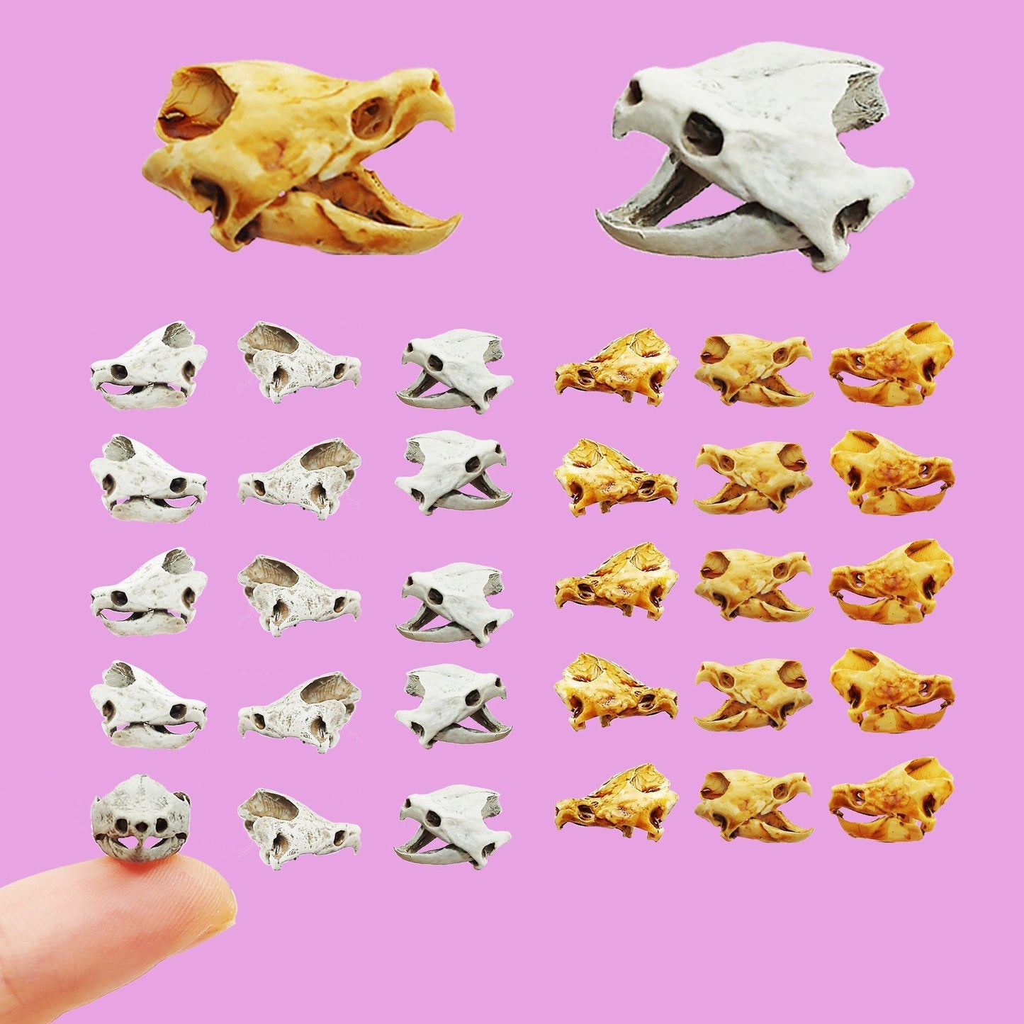 Alligator Snapping Turtle Skull - 1:24 Scale skull replica for diorama, dollhouse, curio cabinet, miniature animal skulls (Set of 5)