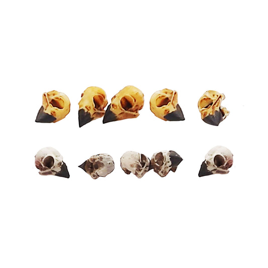 Evening Grosbeak Skull 1:6 Scale