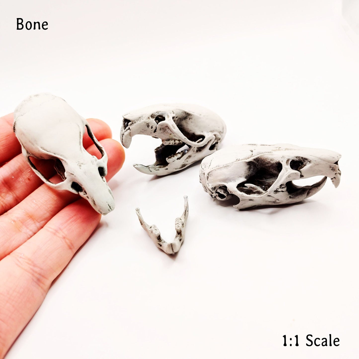 Brown Rat Skull - 1:1 Scale full size replica rodent cranium curiosities and oddities, bone skeleton collector gift and decoration (1 skull)