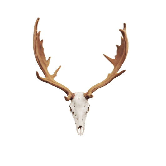 Miniature Deer Skull: Fallow Deer 1:12 Scale Replica dollhouse and diorama miniature