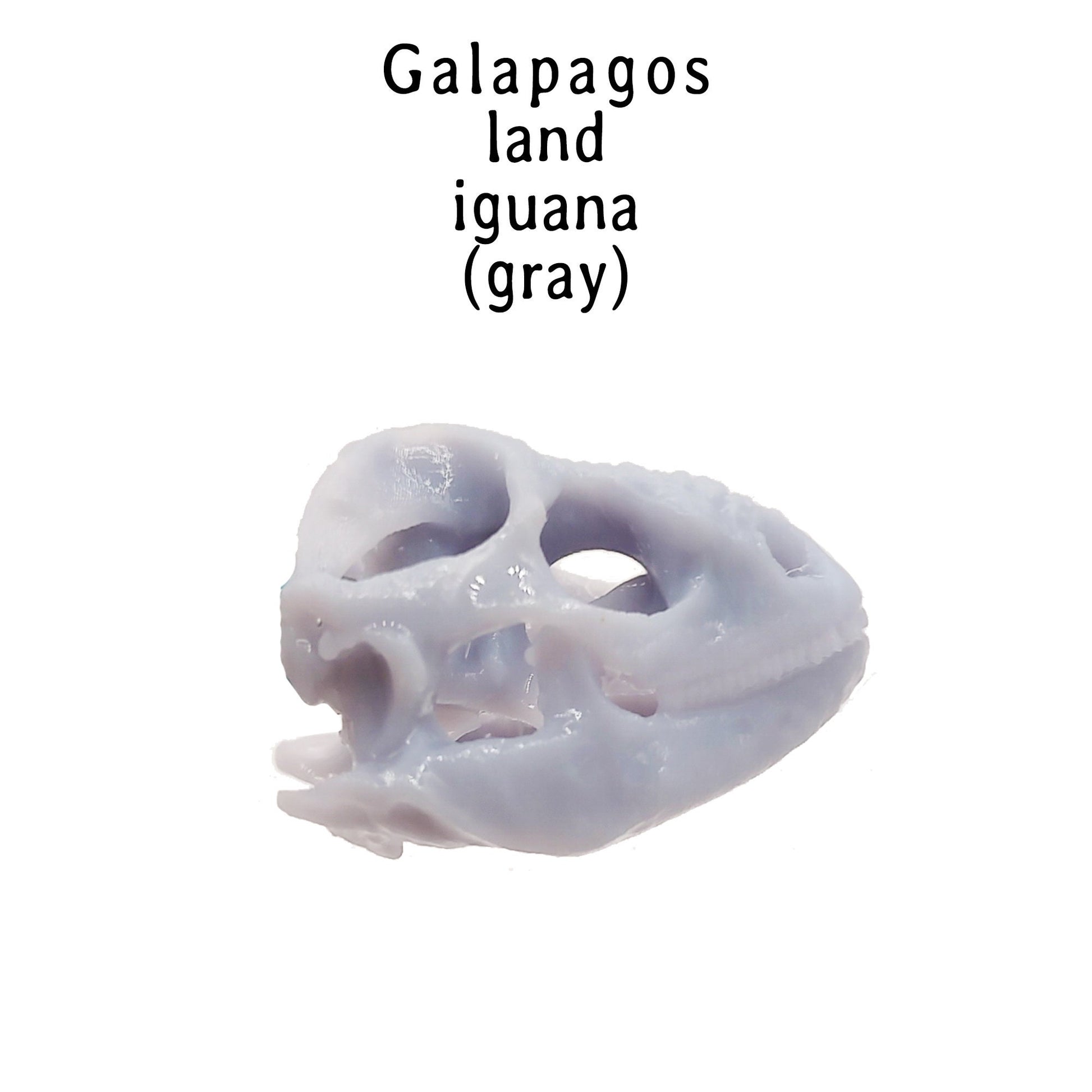 il fullxfull pndm jpg