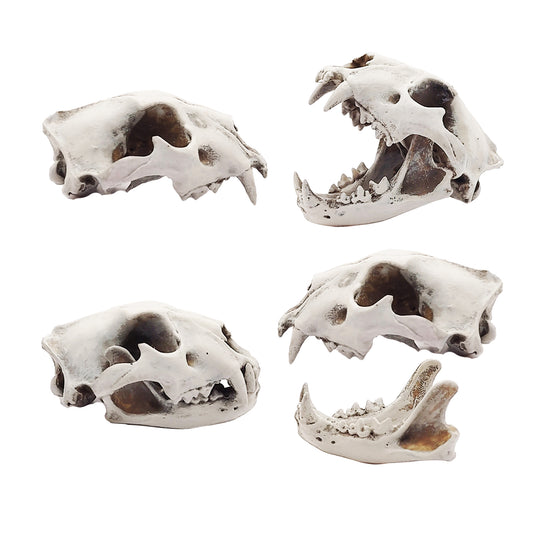 Lion Skull Replica