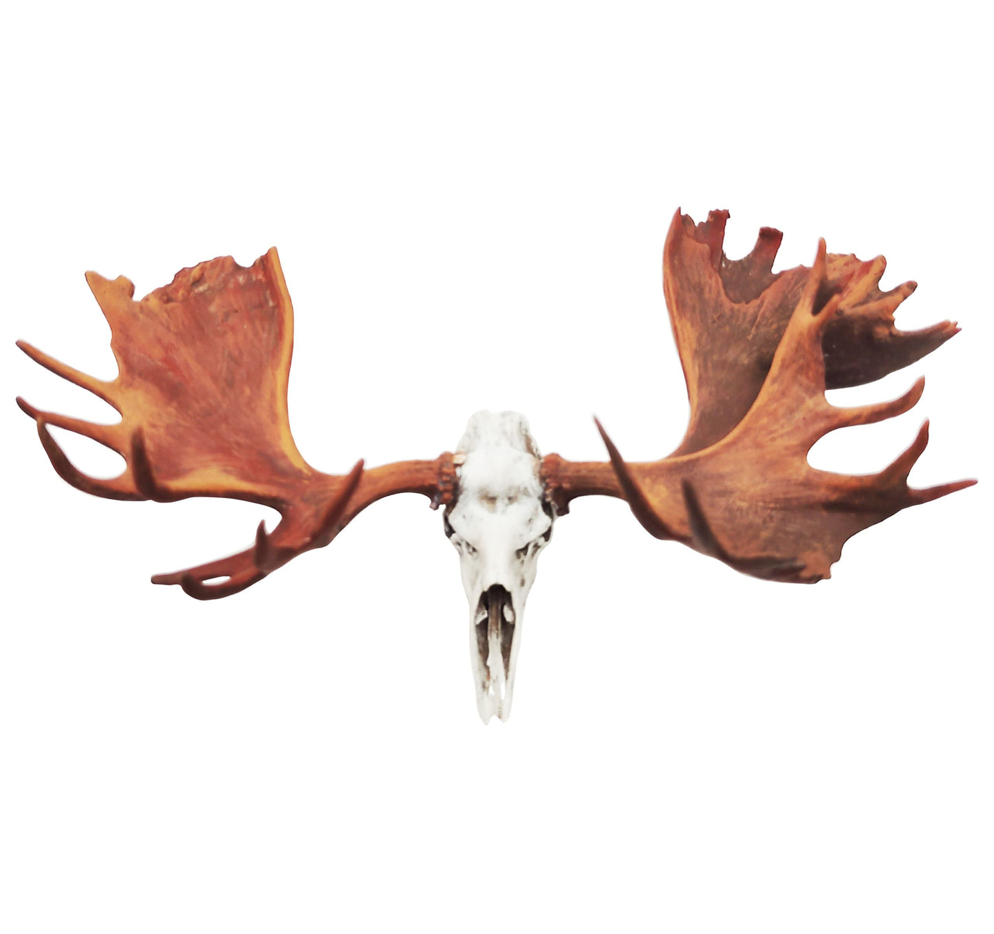 1:12 scale Moose Skull Replica miniature detail view — 3D printed resin