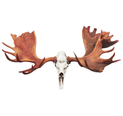 1:12 scale Moose Skull Replica miniature detail view — 3D printed resin