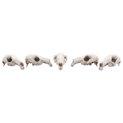 Red-necked Wallaby Skull Replica