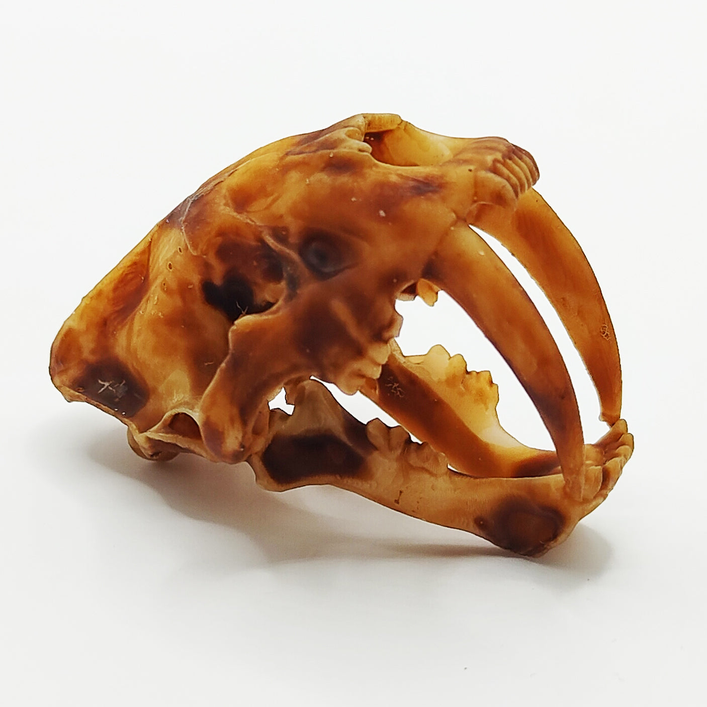 Saber Tooth Tiger Skull Replica