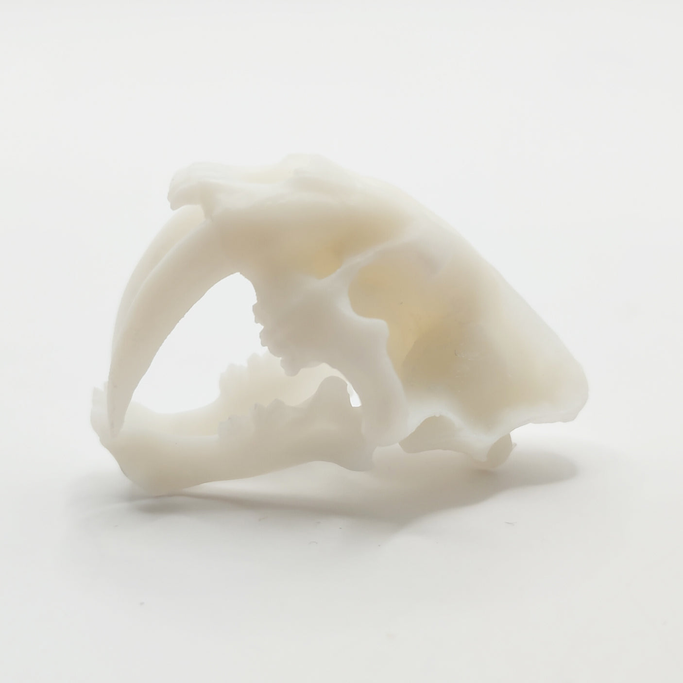 Saber tooth 1-12 in white