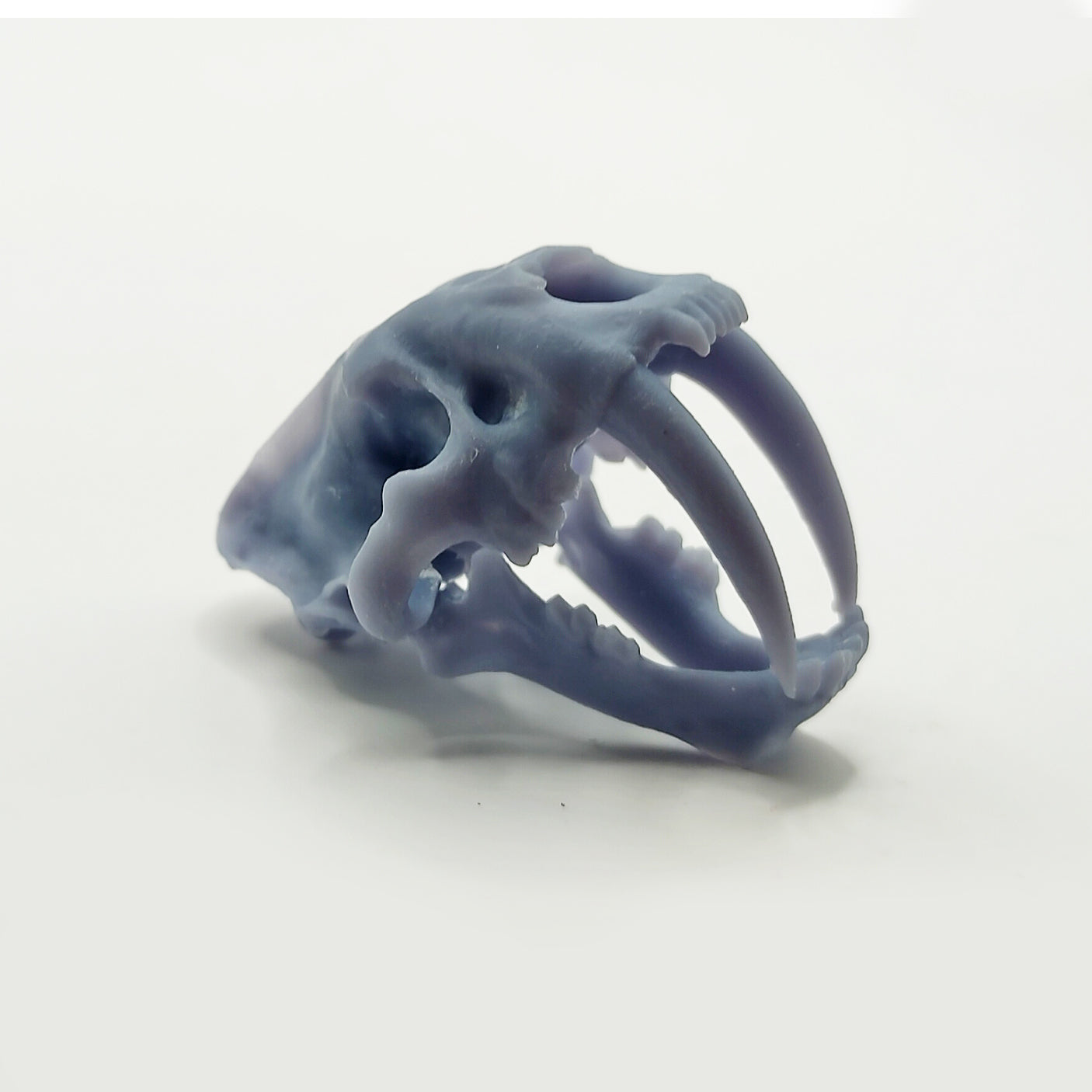 Saber-tooth Tiger Skull 1:6 scale