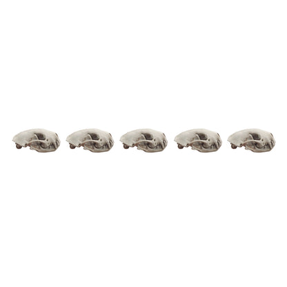 Skunk Skull Replica